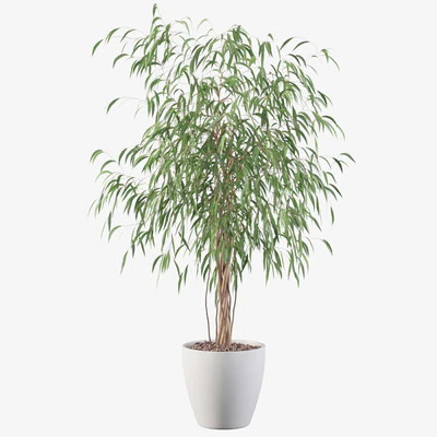 Plants collection 075 - ficus ali — Вид 2