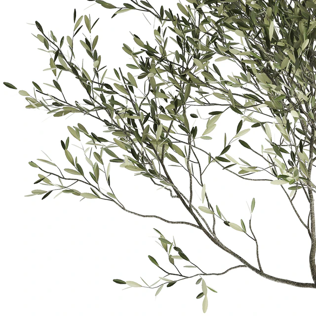 A small olive tree in a rusty metal pot and flowerpot.  969. — Descargar
