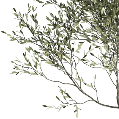 A small olive tree in a rusty metal pot and flowerpot.  969. — Ver 4