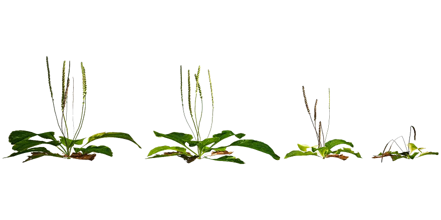 broadleaf plantain 001 — Скачать