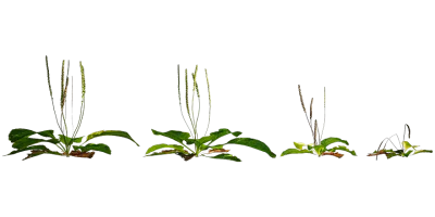 broadleaf plantain 001 — Скачать