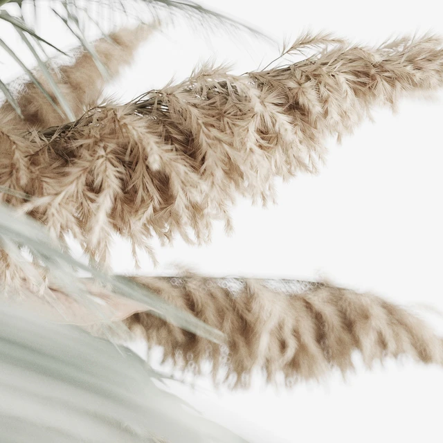 Hanging decor of palm leaves and pampas grass — Download