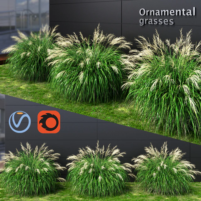 Ornamental grass Miscanthus medium — Descargar