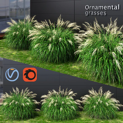 Ornamental grass Miscanthus medium — Ver 1
