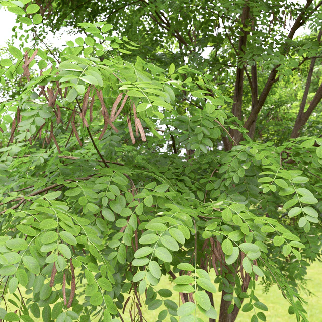 Robinia — Скачать