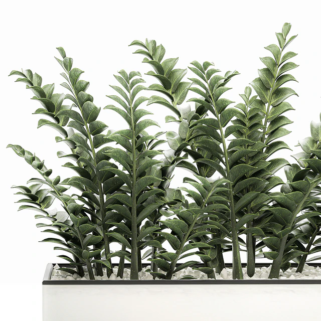 A small lush decorative exotic Zamiokulkas flower in a white pot with gravel. Set 535. — Descargar