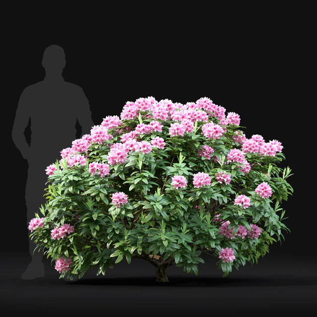 Rhododendron — Descargar