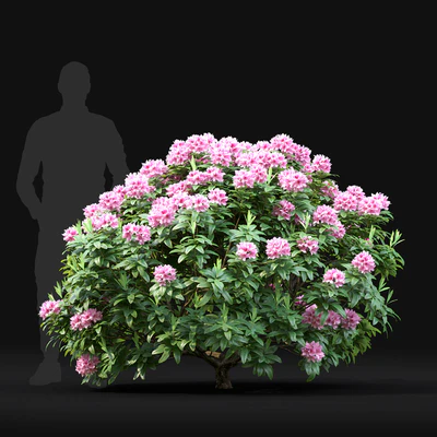 Rhododendron — Ver 2