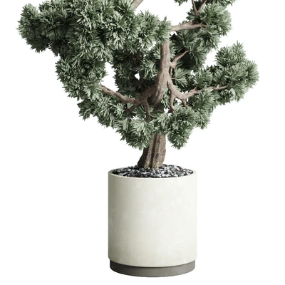 Bonsai 02 — Ver 2