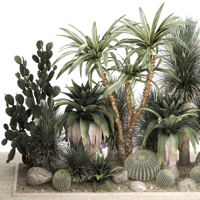 Collection of desert plants from cacti, Yucca and prickly pear, carnegie, Dracaena thickets, botanical garden. 1108. — Descargar