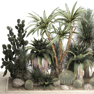 Collection of desert plants from cacti, Yucca and prickly pear, carnegie, Dracaena thickets, botanical garden. 1108. — Ver 4