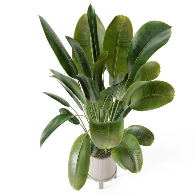 Indoor Plants in Ferm Living Bau Pot Large - Set 378 — Descargar