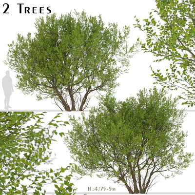 Set of Common Hazel Trees (Corylus avellana) (2 Trees) — Вид 1