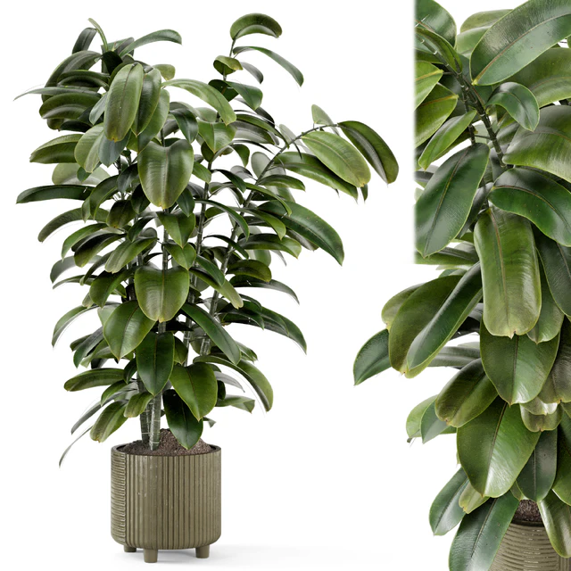 Indoor Ficus Plant in rusty Concrete Pot - Set 966 — Descargar