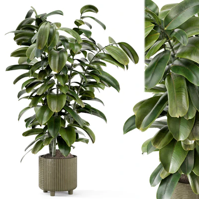 Indoor Ficus Plant in rusty Concrete Pot - Set 966 — Ver 1