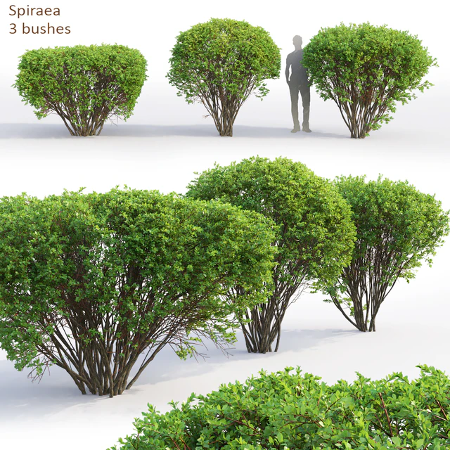 Spiraea — Descargar