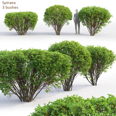 Spiraea — Ver 1