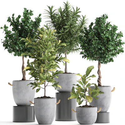 Collection of small trees in concrete pots with handles with Lemon tree, croton, oleander, citrus.  Set 437. — Ver 1