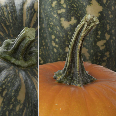 Pumpkins — Ver 3
