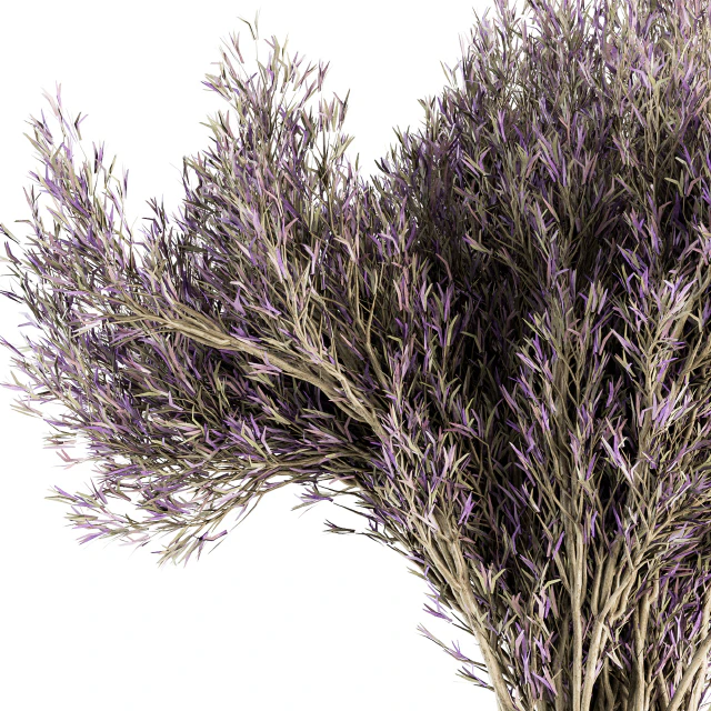 Dry plants 67 - Dried Lavender — Descargar