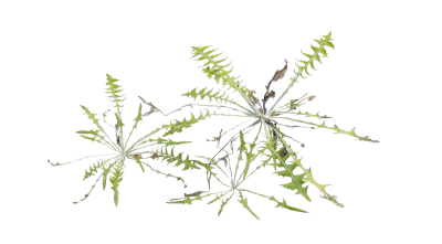 weeds 004 — download