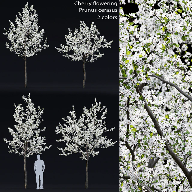 Cherry flowering — Descargar