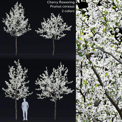 Cherry flowering — Ver 1