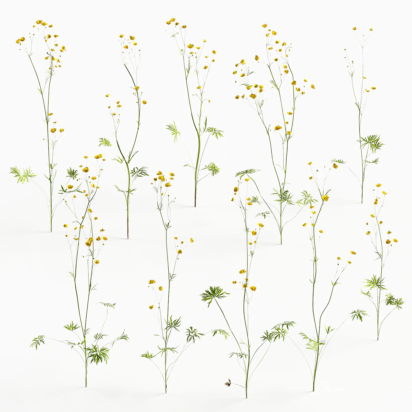 flowers and weeds 010 — Download
