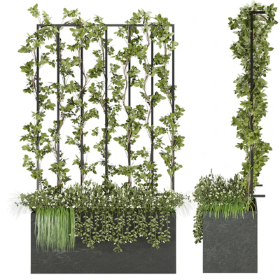 Collection plant vol 36 — Вид 3