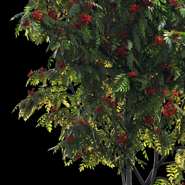 Rowan 4 meters — Descargar