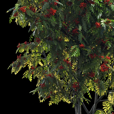 Rowan 4 meters — Ver 6