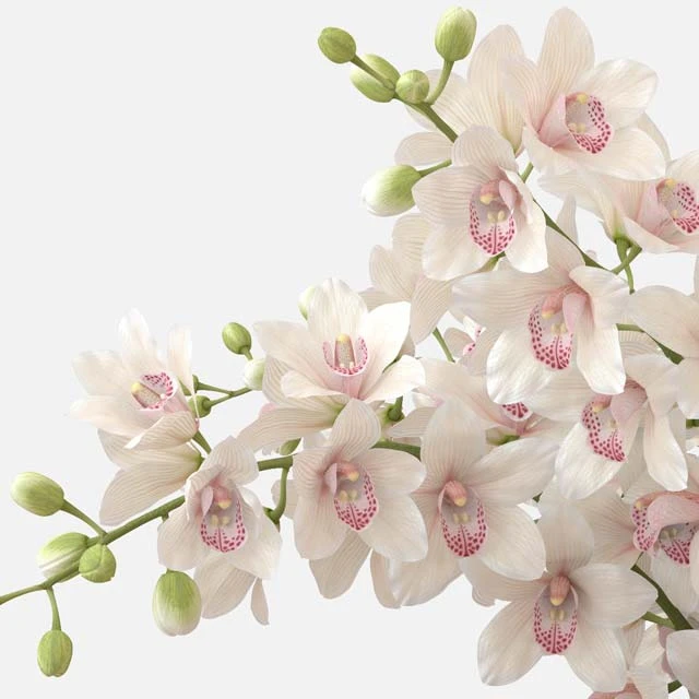 Bouquet of orchids — Descargar