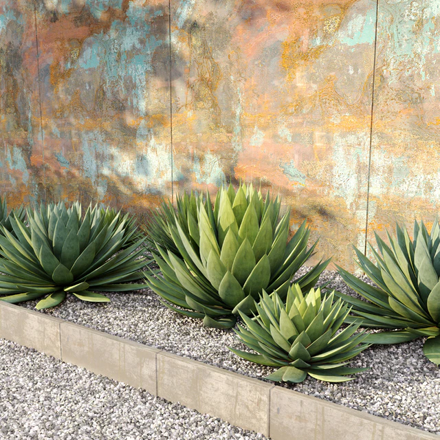 Agave plant — Скачать