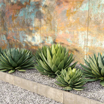 Agave plant — Вид 3