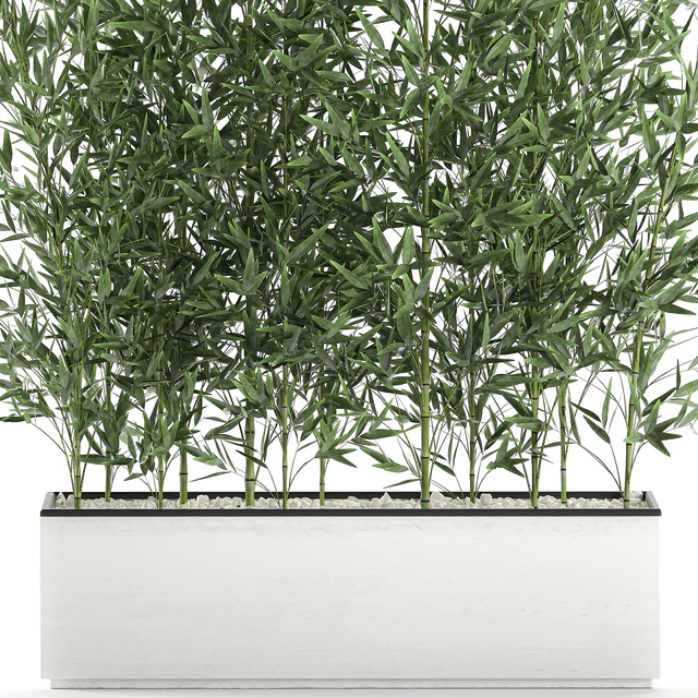 Lush thickets of bamboo bushes in a white pot pot, bamboo. Set 579. — Descargar