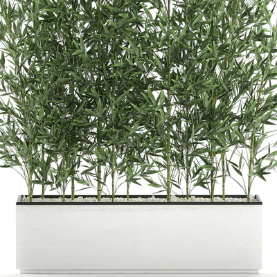 Lush thickets of bamboo bushes in a white pot pot, bamboo. Set 579. — Ver 2