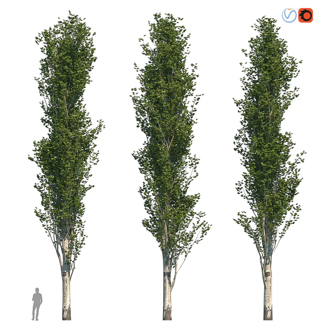Poplar Pyramidal 17m Summer — Descargar