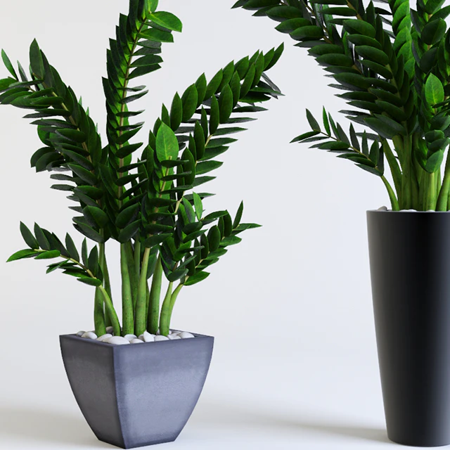 Zamioculcas Zamioculcas — Descargar