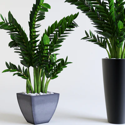 Zamioculcas Zamioculcas — Ver 1