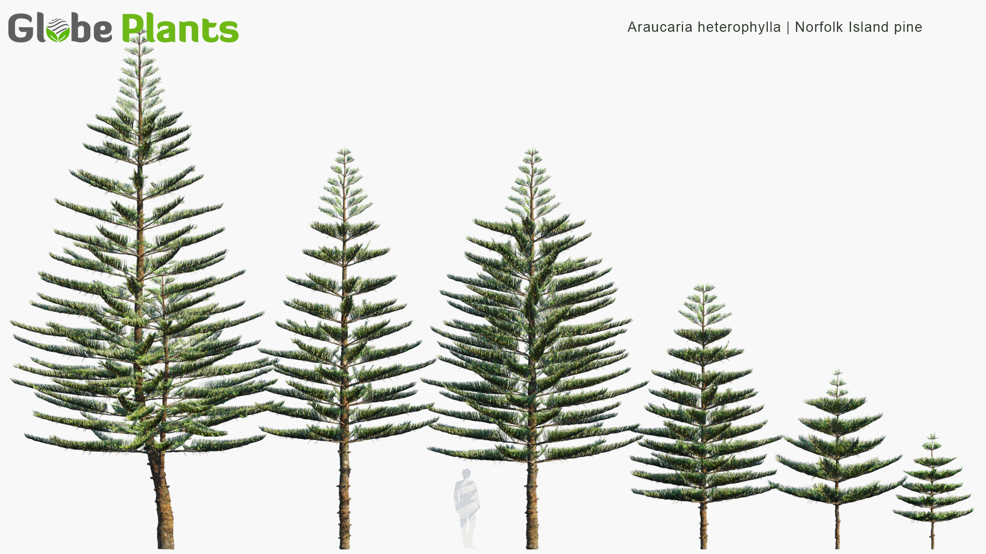 araucaria heterophylla — Скачать