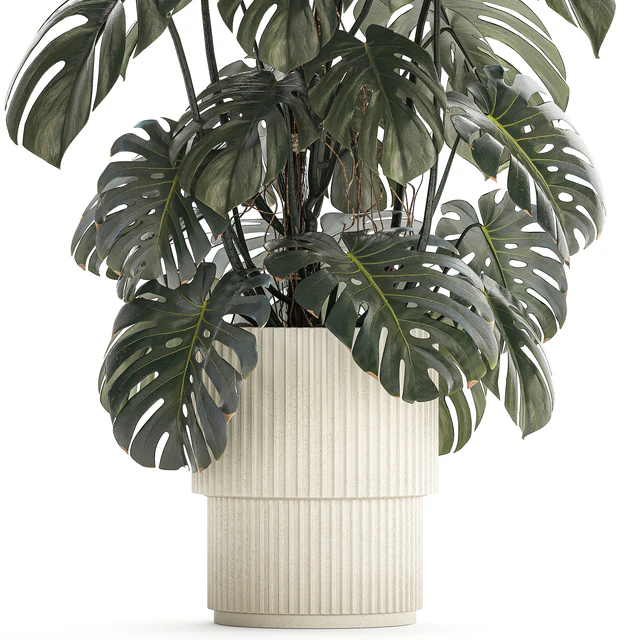 Красивый интерьерный куст растения Монстера в белом цветочном горшке. Коллекция растений 1288 — Скачать