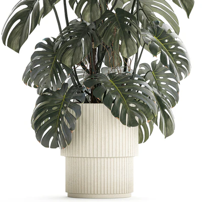 Красивый интерьерный куст растения Монстера в белом цветочном горшке. Коллекция растений 1288 — Вид 4