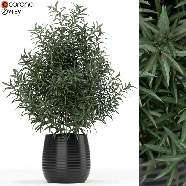 Plants collection 167 — Descargar