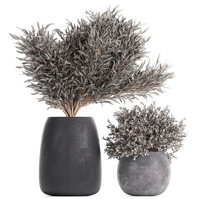 Plant collection 812. olive, outdoor flowerpot, bushes, black pot, tree, bushes, concrete — Descargar