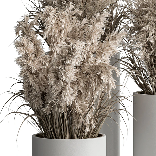 indoor Plant Set 406 - Dried Plant Set in Pot — Скачать