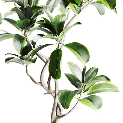 ficus plant in pot — Вид 3