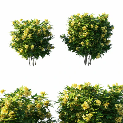 Tecoma stans tree — Скачать