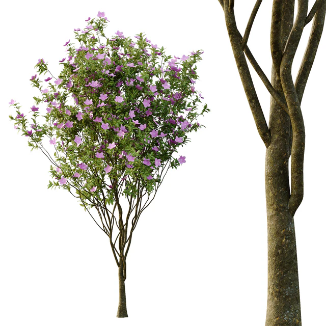 Tibouchina Semidecandra Tree06 — Download