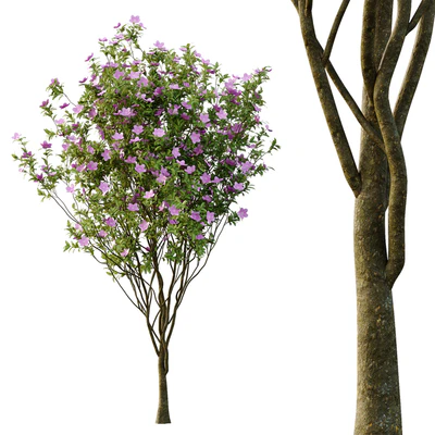 Tibouchina Semidecandra Tree06 — View 4