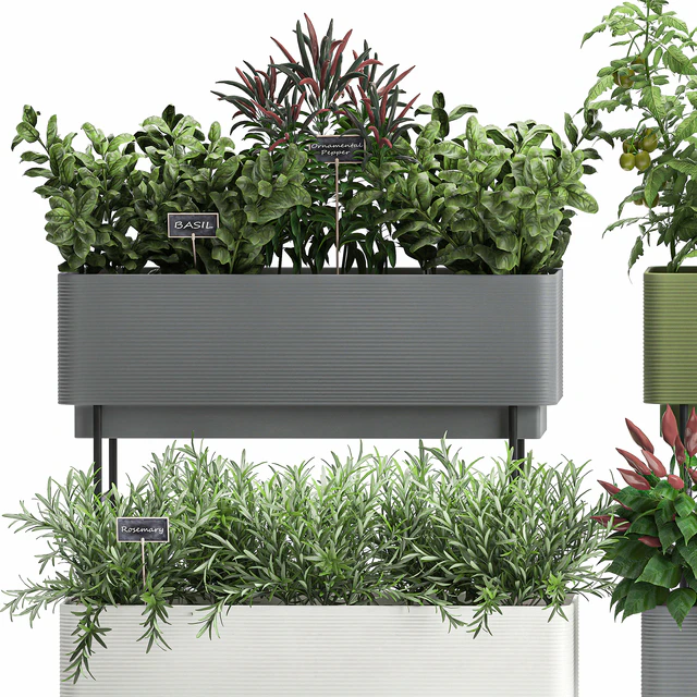 Collection of potted plants Kitchen garden, vegetables, tomatoes, peppers, herbs, Rosemary, lettuce, Lettuce, garden bed. Set 1059. — Descargar